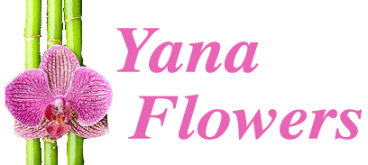 Yana Flowers Cookstown