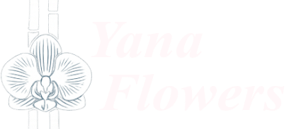Yana Flowers Cookstown